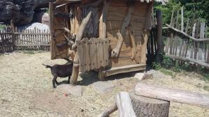 chotebor35